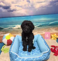 Puppy #4 Curly🤠🐾, a male Labradoodle for sale in Toccoa, GA – 1 of 7