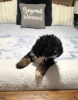 Puppy #16  💜 Boujee Jr.🐩, a male Sheepadoodle for sale in Toccoa, GA – 6 of 10