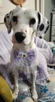 Sage Harley Rose, a female Dalmatian for sale in Toccoa, GA – 2 of 8