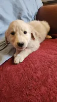 Blue Boy Ina, a male Golden Retriever for sale in Edgewood, NM – Photo 3 of 3