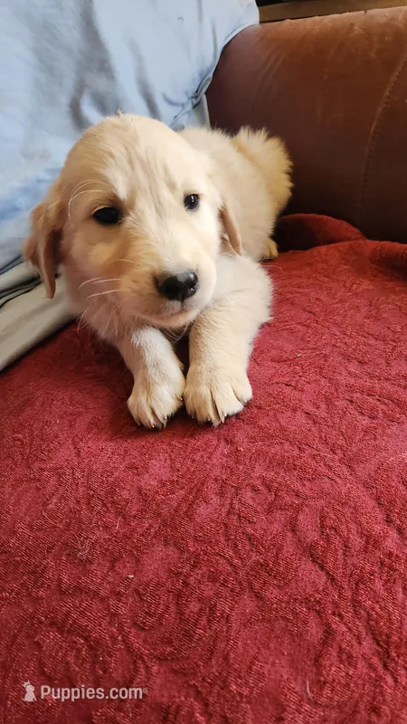 Blue Boy Ina – Golden Retriever puppy for sale in Edgewood, NM