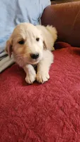 Blue Boy Ina, a male Golden Retriever for sale in Edgewood, NM – Photo 1 of 3