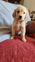 Brown Boy Ina, a male Golden Retriever for sale in Edgewood, NM – Photo 2 of 3