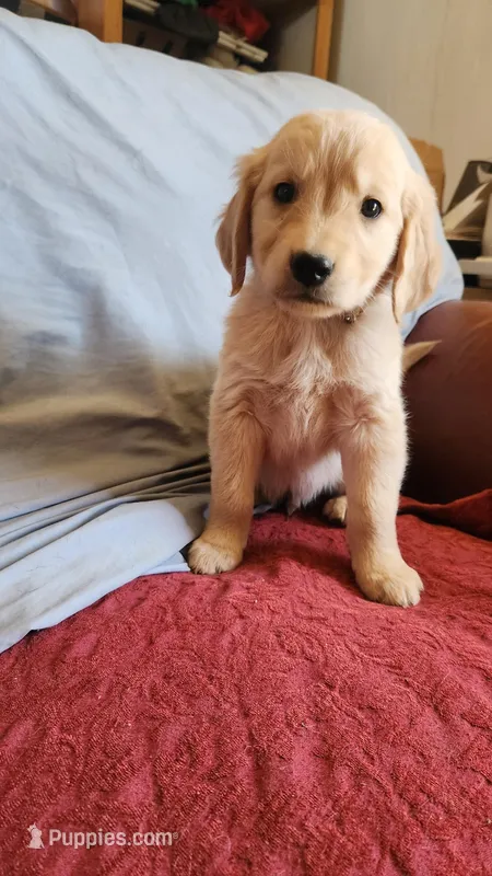 Brown Boy Ina – Golden Retriever puppy for sale in Edgewood, NM