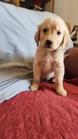 Brown Boy Ina, a male Golden Retriever for sale in Edgewood, NM – Photo 1 of 3