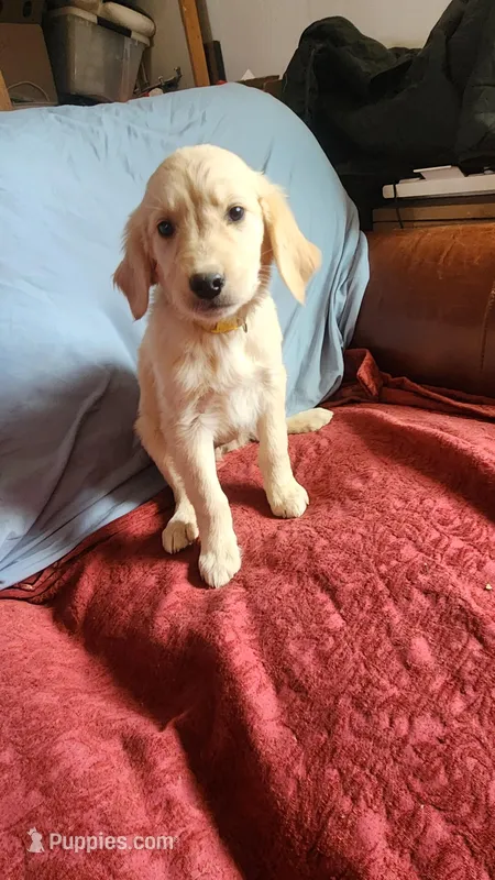 Yellow Girl Ina – Golden Retriever puppy for sale in Edgewood, NM