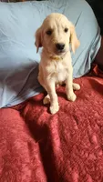 Yellow Girl Ina, a female Golden Retriever for sale in Edgewood, NM – 2 of 2
