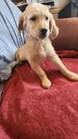 Red Boy Cali, a male Golden Retriever for sale in Edgewood, NM – 1 of 3
