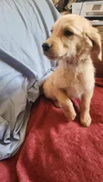 Red Boy Cali, a male Golden Retriever for sale in Edgewood, NM – 2 of 3