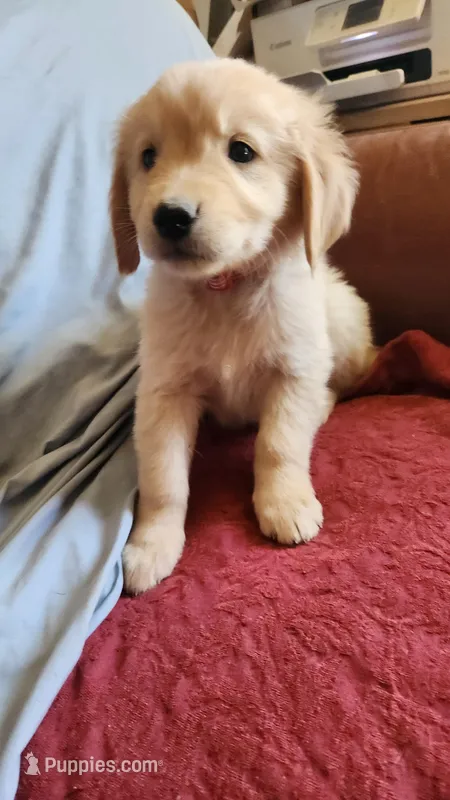 Red Boy Ina – Golden Retriever puppy for sale in Edgewood, NM
