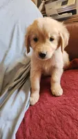 Red Boy Ina, a male Golden Retriever for sale in Edgewood, NM – 2 of 3