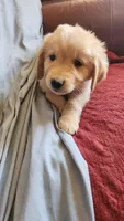 Red Boy Ina, a male Golden Retriever for sale in Edgewood, NM – 3 of 3