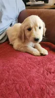 Green Boy Ina, a male Golden Retriever for sale in Edgewood, NM – Photo 1 of 3