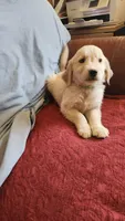 Green Boy Ina, a male Golden Retriever for sale in Edgewood, NM – Photo 3 of 3