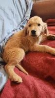 Green Boy Cali, a male Golden Retriever for sale in Edgewood, NM – 3 of 3