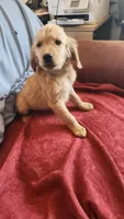 Green Boy Cali, a male Golden Retriever for sale in Edgewood, NM – 1 of 3