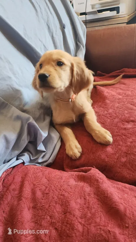 Orange Boy Cali – Golden Retriever puppy for sale in Edgewood, NM