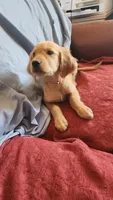 Orange Boy Cali, a male Golden Retriever for sale in Edgewood, NM – Photo 1 of 3