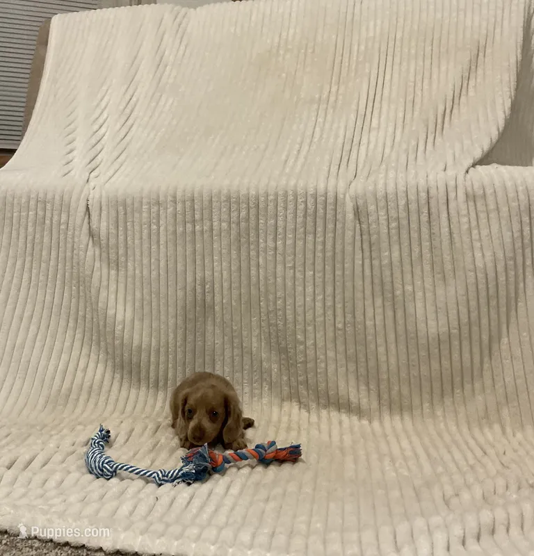 Benny – Miniature Dachshund puppy for sale in Millersburg, IN