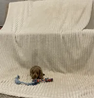 Benny, a male Miniature Dachshund for sale in Millersburg, IN – 1 of 5