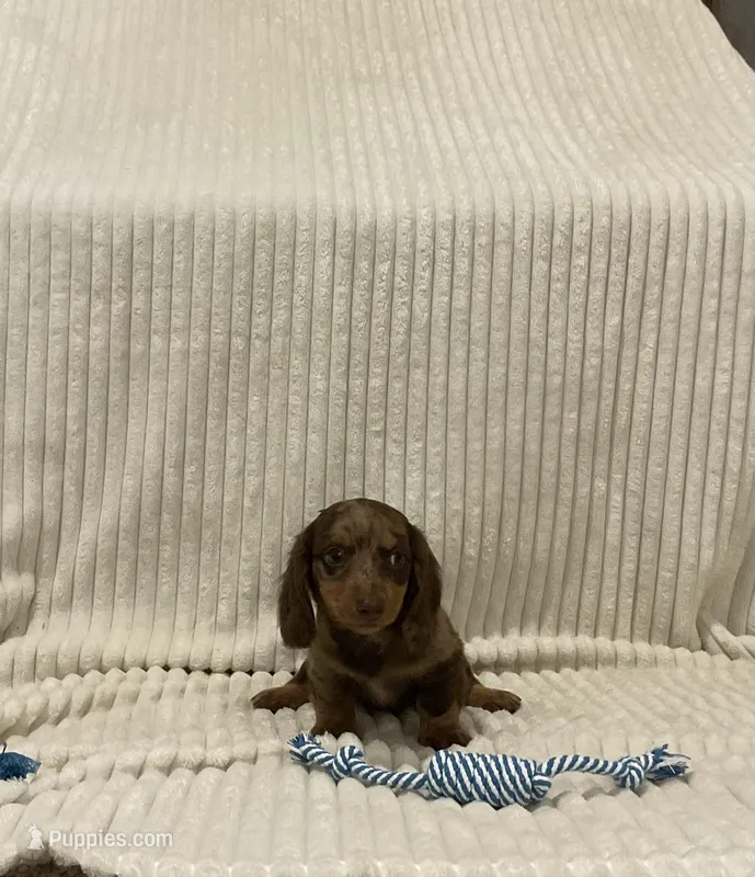 Bear – Miniature Dachshund puppy for sale in Millersburg, IN