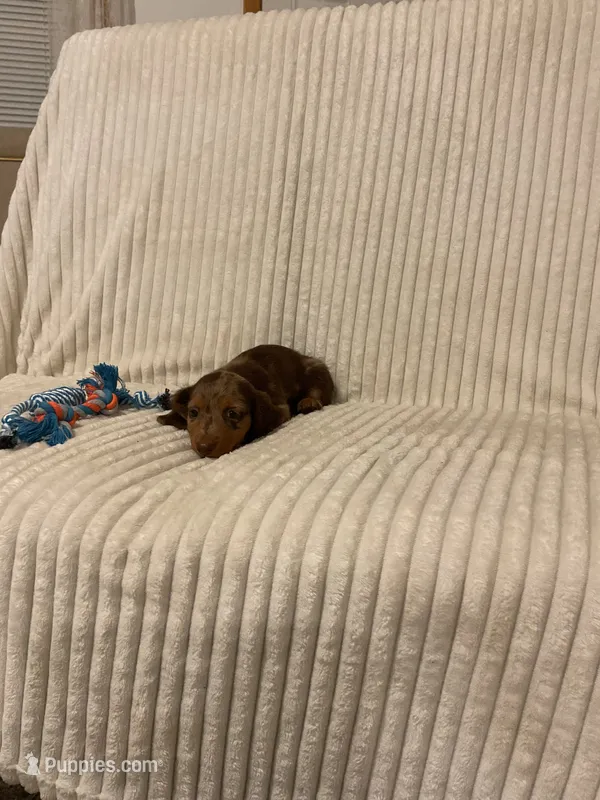 Baxter – Miniature Dachshund puppy for sale in Millersburg, IN