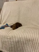 Baxter, a male Miniature Dachshund for sale in Millersburg, IN – 3 of 4