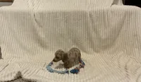 bella, a female Miniature Dachshund for sale in Millersburg, IN – 3 of 4