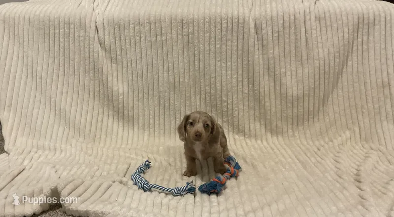bella – Miniature Dachshund puppy for sale in Millersburg, IN