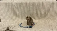 bella, a female Miniature Dachshund for sale in Millersburg, IN – 1 of 4