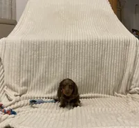 Bear, a male Miniature Dachshund for sale in Millersburg, IN – 4 of 5