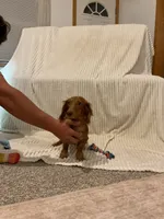 Benny, a male Miniature Dachshund for sale in Millersburg, IN – 5 of 5