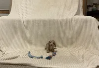bella, a female Miniature Dachshund for sale in Millersburg, IN – 2 of 4