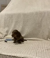 Bear, a male Miniature Dachshund for sale in Millersburg, IN – 2 of 5