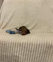 Baxter, a male Miniature Dachshund for sale in Millersburg, IN – 4 of 4