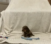 Bear, a male Miniature Dachshund for sale in Millersburg, IN – 3 of 5