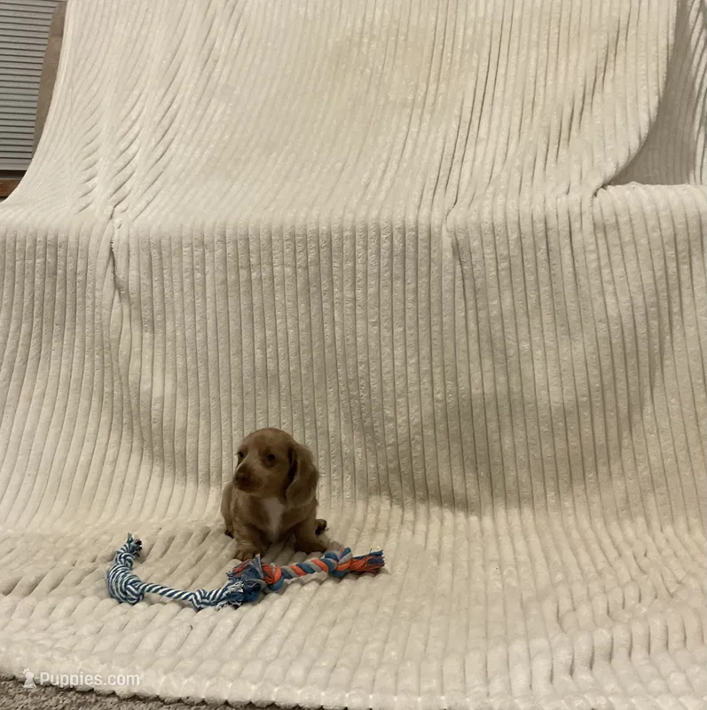 Benny – Miniature Dachshund puppy for sale in Millersburg, IN