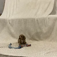 Benny, a male Miniature Dachshund for sale in Millersburg, IN – 4 of 5