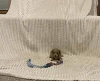 Benny, a male Miniature Dachshund for sale in Millersburg, IN – 2 of 5