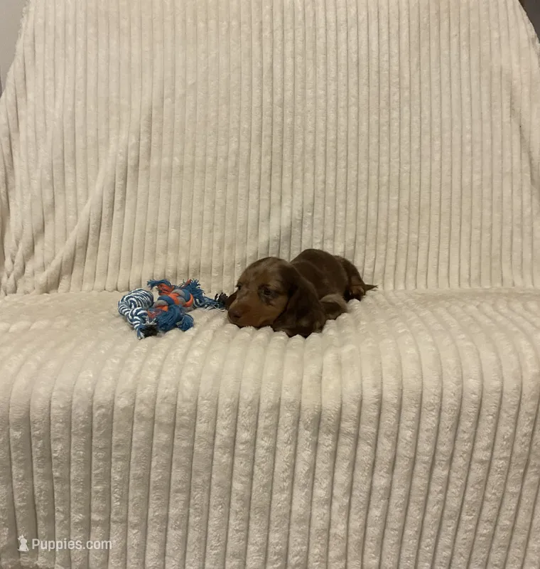 Baxter – Miniature Dachshund puppy for sale in Millersburg, IN