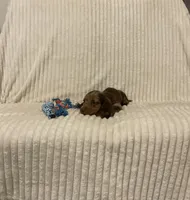 Baxter, a male Miniature Dachshund for sale in Millersburg, IN – 1 of 4