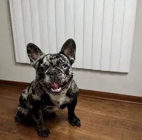 French bulldog girl fluffy carrier, a female French Bulldog for sale in Marengo, IL – Photo 3 of 4