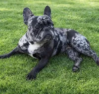 French bulldog girl fluffy carrier, a female French Bulldog for sale in Marengo, IL – Photo 2 of 4