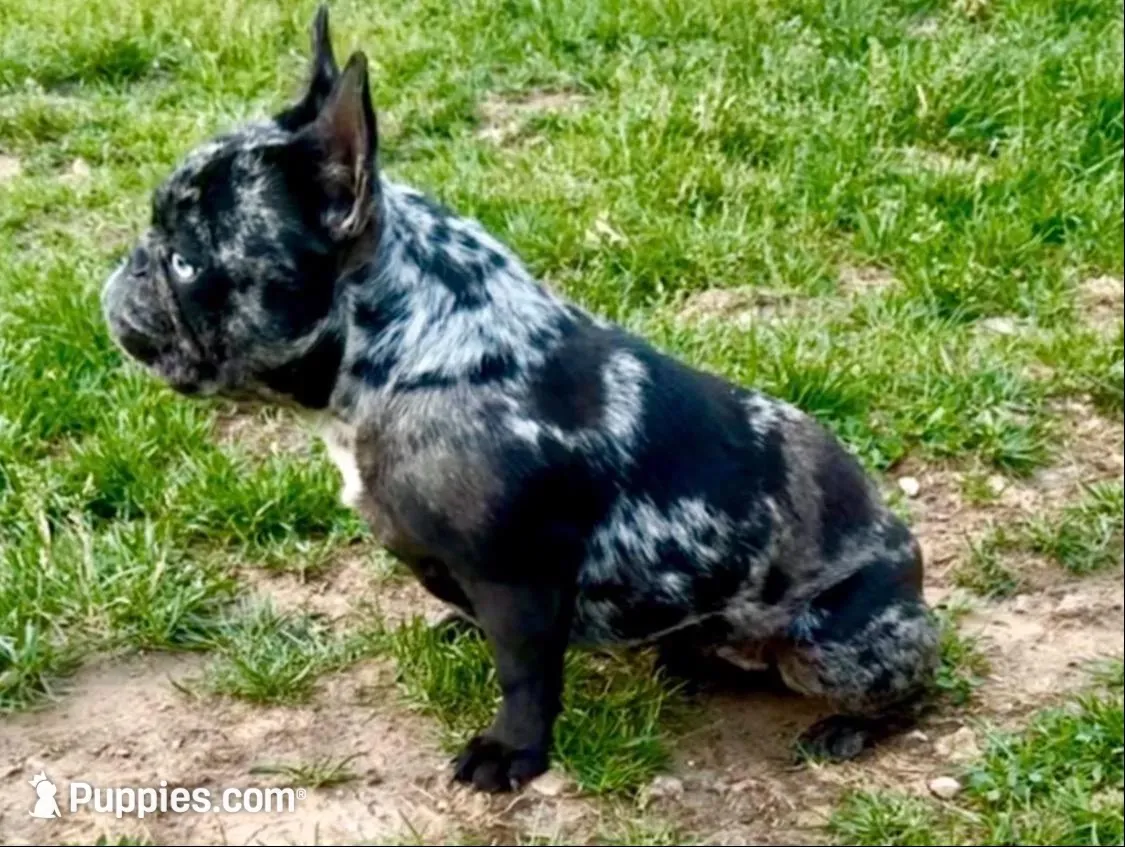 French bulldog girl fluffy carrier – French Bulldog puppy for sale in Marengo, IL