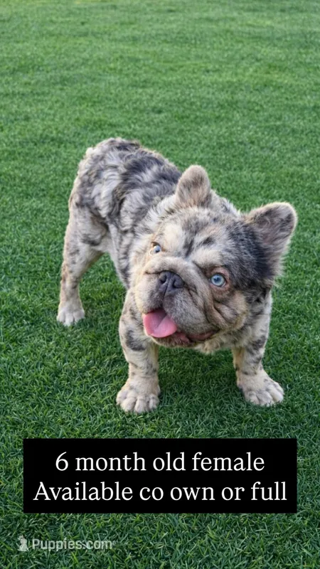 Small female French bulldog  – French Bulldog puppy for sale in Marengo, IL