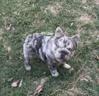 Akc Small female French bulldog, a female French Bulldog for sale in Marengo, IL – Photo 2 of 4