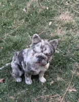 Akc Small female French bulldog, a female French Bulldog for sale in Marengo, IL – Photo 4 of 4