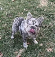 Akc Small female French bulldog, a female French Bulldog for sale in Marengo, IL – Photo 3 of 4