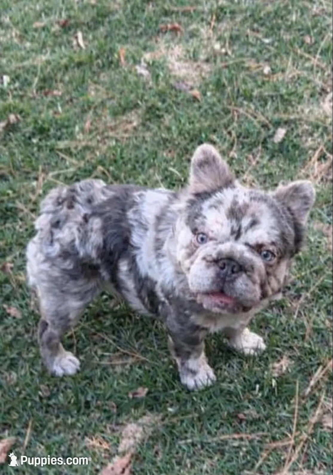 Akc Small female French bulldog, a female French Bulldog for sale in Marengo, IL – Photo 1 of 4