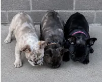 Tiny Merle boy , a male French Bulldog for sale in Marengo, IL – 2 of 3